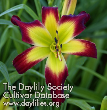 Daylily Fire Horse